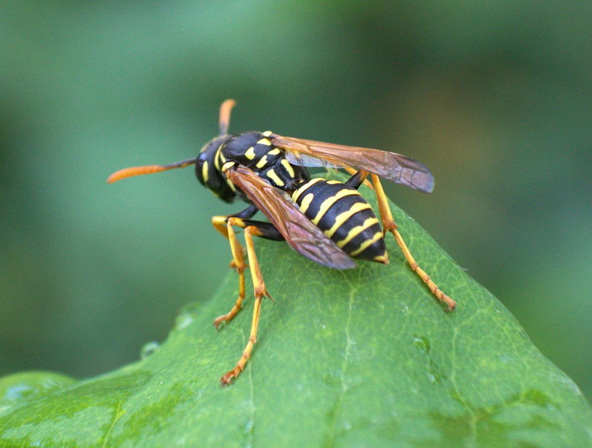 Polistes nimpha, Vespidae